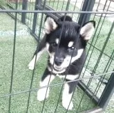 柴犬(標準サイズ)