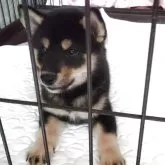 柴犬(標準サイズ)