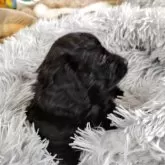 ダップー(トイプードル×ダックスフンド)【山梨県・男の子・2025年9月23日・黒】の写真3