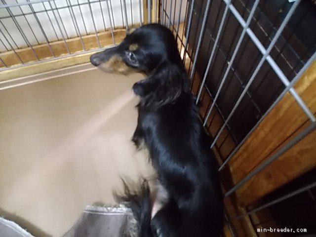 ミニチュアダックスフンド(ロング)【・女の子・2019年6月14日・ブラックタン】