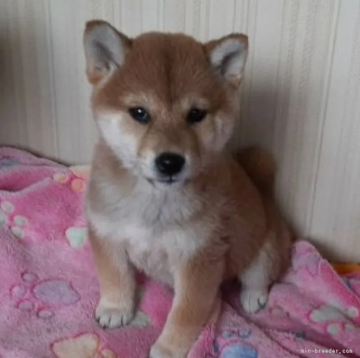 ID:2303-05267の子犬