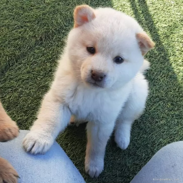 ID:2312-05771の子犬