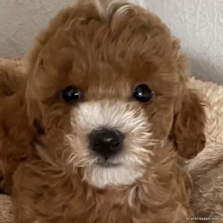 ID:2410-00235の子犬