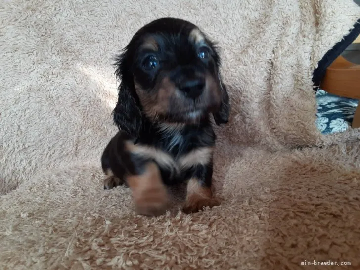 ID:2112-00012の子犬