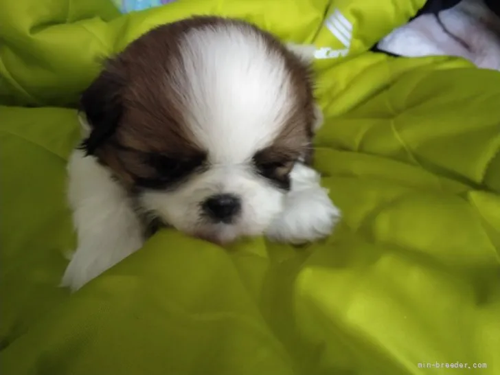 ID：2202-03398の子犬