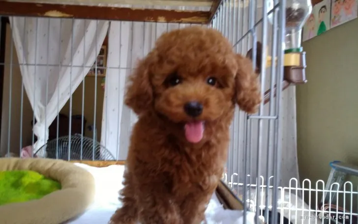 ID：1908-03431の子犬