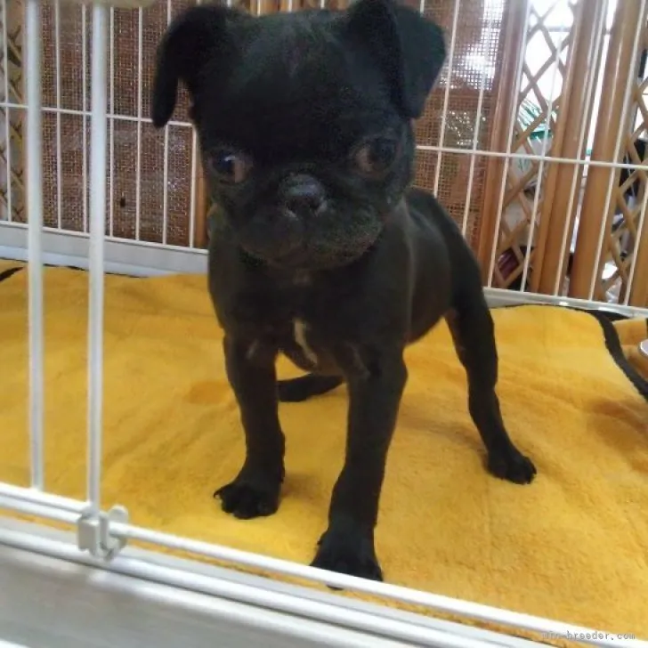 ID:2305-00641の子犬