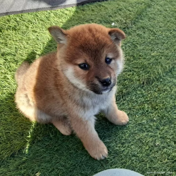 ID：2312-05778の子犬