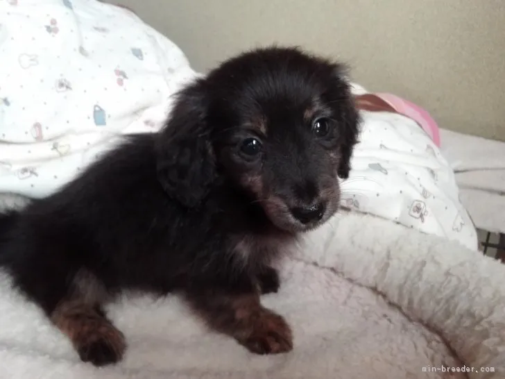 ID：1710-02515の子犬