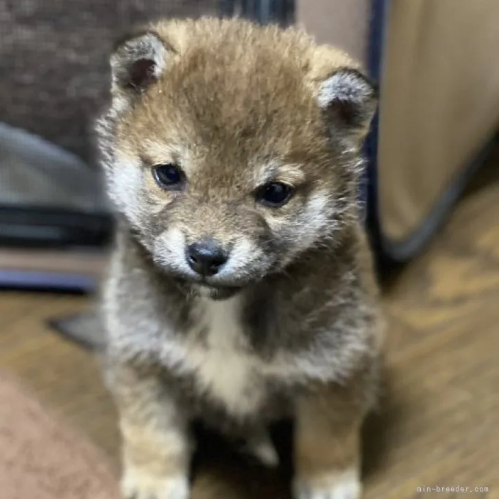 ID：2304-02189の子犬