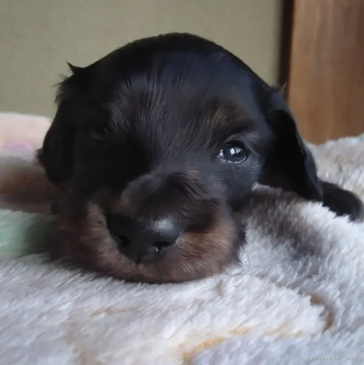 ID：2305-05674の子犬