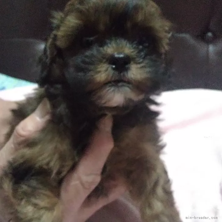 ID:2401-04334の子犬