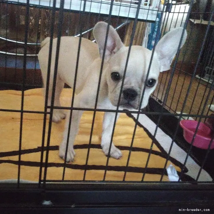 ID:2307-06806の子犬