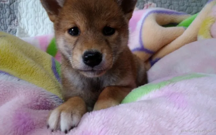 ID：1809-01702の子犬