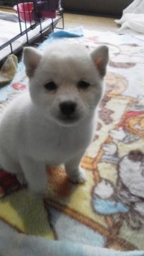 柴犬(豆柴)【山梨県・女の子・2017年10月27日・白】の写真「目鼻立ちくっきりで可愛い💕子です。」