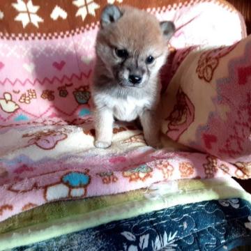 柴犬(標準サイズ)【山梨県・女の子・2022年11月10日・赤】の写真「標準より小ぶりですが可愛い子です。💕」