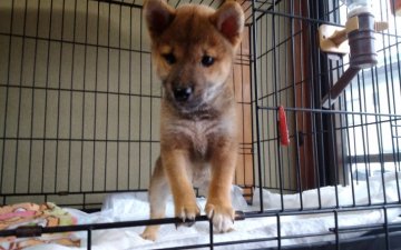 柴犬(豆柴)【山梨県・男の子・2019年7月25日・赤】の写真「あまり無駄吠えせずおとなしい子です。🎶」