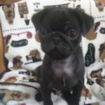 パグ【山梨県・男の子・2023年1月23日・ブラック】の写真「愛嬌たっぷり顔に癒やされます。💕」
