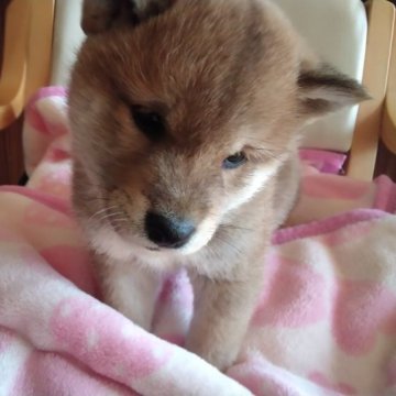 柴犬(標準サイズ)【山梨県・女の子・2023年1月25日・赤】の写真「とっても可愛い顔した子です。💕」