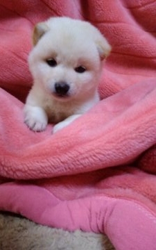 柴犬(豆柴)【山梨県・女の子・2018年2月10日・白】の写真「お鼻真っ黒の可愛い💕子です。」