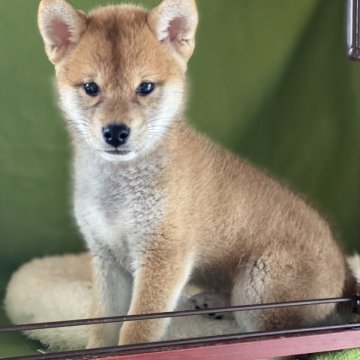 柴犬(標準サイズ)【山梨県・女の子・2023年3月23日・赤】の写真「標準より小ぶりで女の子らしい顔です。💕」