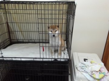 柴犬(豆柴)【山梨県・男の子・2017年8月24日・赤】の写真「2018/01/06日現在3k」