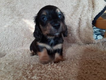 ミニチュアダックスフンド(ロング)【山梨県・男の子・2021年11月7日・ブラックタン】の写真「スクスク成長中💕」