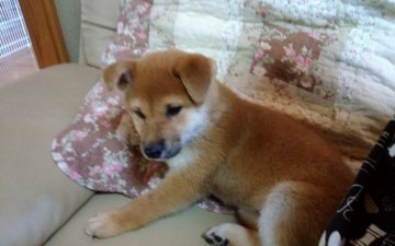 柴犬(標準サイズ)【山梨県・女の子・2019年8月5日・赤】の写真「標準より小さめの子です。💕」