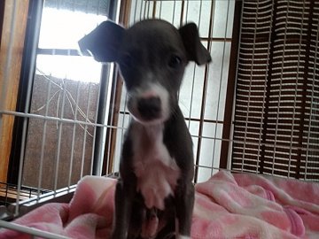 イタリアングレーハウンド【山梨県・男の子・2019年8月23日・ブルー&ホワイト】の写真「お目々クリクリでめっちゃ可愛い💕」