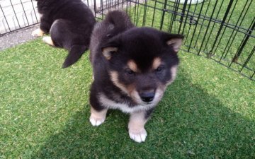 柴犬(標準サイズ)【山梨県・男の子・2019年2月23日・黒】の写真「柄も麻呂もくっきり丸顔犬💕」