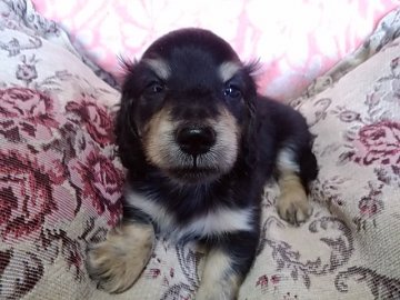 ミニチュアダックスフンド(ロング)【山梨県・男の子・2020年8月16日・ブラック&イエロー】の写真「オスらしいくっきりした顔立ちです。💕」