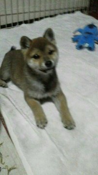 柴犬(豆柴)【山梨県・女の子・2017年8月22日・赤】の写真「小ぶりサイズ、おとなしく無駄吠え無し」