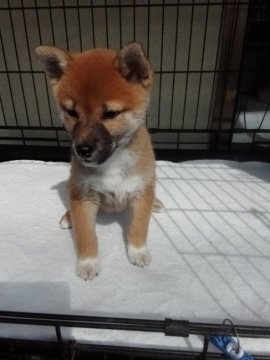 柴犬(豆柴)【山梨県・男の子・2017年3月18日・赤】の写真「小ぶりサイズ」