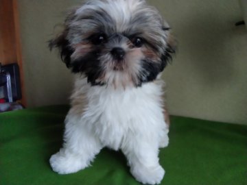 シーズー【山梨県・男の子・2022年1月22日・ゴールド&ホワイト】の写真「大人しく飼いやすい子だと思います💕」