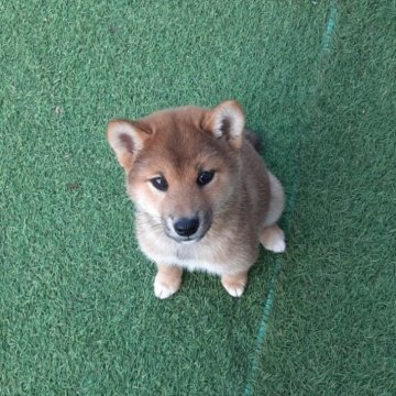 柴犬(豆柴)【山梨県・女の子・2024年1月28日・赤】の写真「小ぶりサイズで可愛い子です。💕」