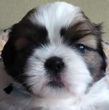 シーズー【山梨県・男の子・2022年8月27日・ゴールド&ホワイト】の写真「10/20日で問い合わせ終了となります。💕」