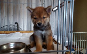 柴犬(豆柴)【山梨県・男の子・2019年8月6日・赤】の写真「10/04日時点の体重1.2kです。💕」