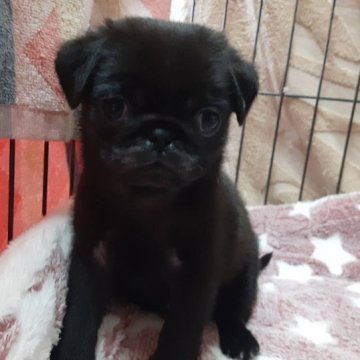 パグ【山梨県・女の子・2023年1月23日・黒】の写真「愛嬌ある顔で思わず笑顔に😄」