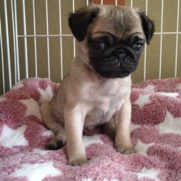 パグ【山梨県・男の子・2023年1月23日・フォーン】の写真「愛嬌ある顔が癒しです。💕」