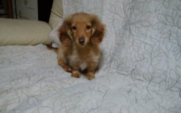 ミニチュアダックスフンド(ロング)【山梨県・女の子・2018年7月30日・シェーデッドクリーム】の写真「女の子らしい優しいお顔です。💕」