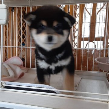 柴犬(標準サイズ)【山梨県・女の子・2024年1月25日・黒】の写真「黒柴の色、柄、顔抜群です。😍」