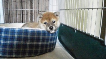 柴犬(豆柴)【山梨県・女の子・2017年9月15日・赤】の写真「小ぶりサイズです。目が大きくタヌキ顔で可愛い」