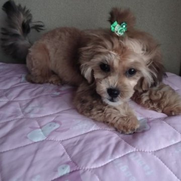 ミックス(プードル×シーズー)【山梨県・女の子・2023年4月17日・茶白】の写真「クリクリおめめが可愛いよ💕」