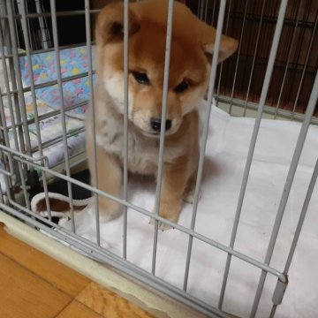 柴犬(標準サイズ)【山梨県・男の子・2024年1月25日・赤】の写真「顔も色も文句無しの子です。🎶」