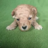 タイニープードル【山梨県・女の子・2023年10月12日・アプリコット】の写真2「11/03日撮影」