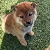 柴犬(標準サイズ)【山梨県・男の子・2023年11月12日・赤】の写真2「12/26日撮影」