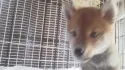 豆柴【山梨県・男の子・2019年8月6日・赤】の写真2「2019/09/27日撮影」