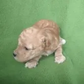 タイニープードル【山梨県・女の子・2023年10月12日・アプリコット】の写真3「11/03日撮影」