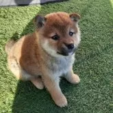 柴犬(標準サイズ)【山梨県・男の子・2023年11月12日・赤】の写真5「12/26日撮影」