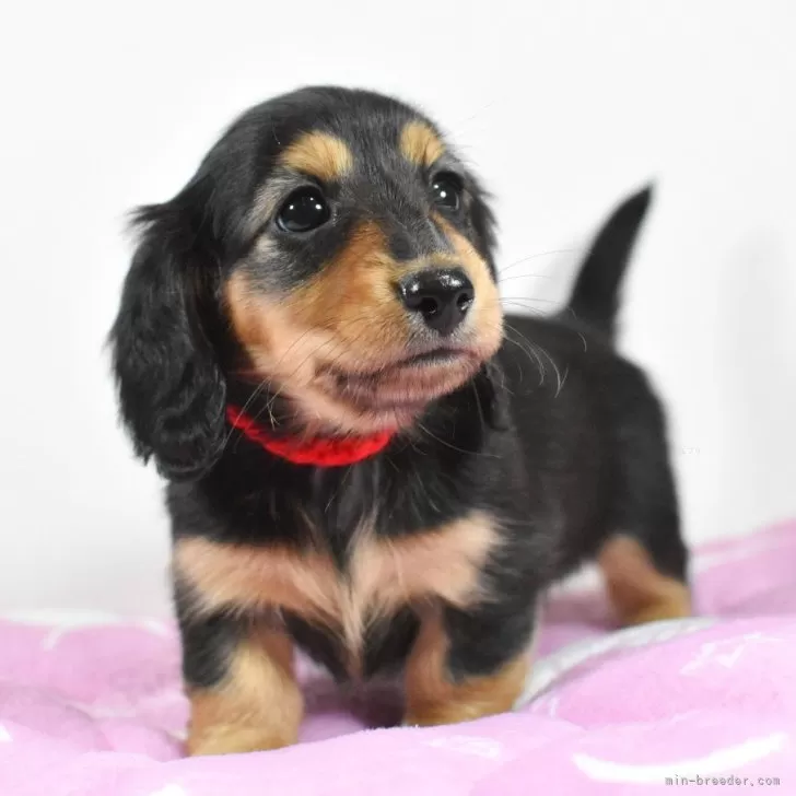 ID:2502-01544の子犬